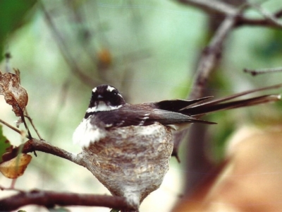 Rhipidura albiscapa (Grey Fantail) at Yarralumla, ACT - 6 Oct 1981 by michaelb