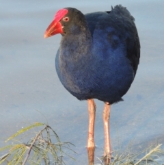 Porphyrio melanotus at Greenway, ACT - 22 Aug 2014