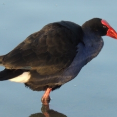 Porphyrio melanotus at Greenway, ACT - 22 Aug 2014