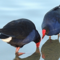 Porphyrio melanotus (Australasian Swamphen) at Greenway, ACT - 22 Aug 2014 by member211