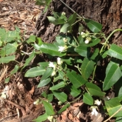 Araujia sericifera (Moth Plant) at Mount Mugga Mugga - 12 Feb 2016 by Mike