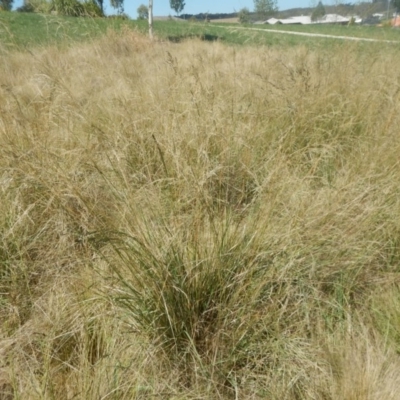 Eragrostis curvula (African Lovegrass) at Bonner, ACT - 8 Feb 2016 by MichaelMulvaney