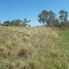 Nassella trichotoma (Serrated Tussock) at Bonner, ACT - 8 Feb 2016 by MichaelMulvaney