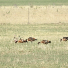 Tadorna tadornoides (Australian Shelduck) at Bungendore, NSW - 9 Jan 2016 by ArcherCallaway