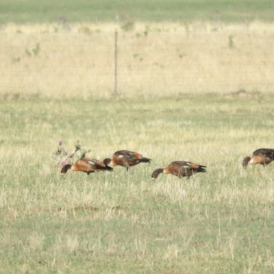 Tadorna tadornoides (Australian Shelduck) at Bungendore, NSW - 9 Jan 2016 by ArcherCallaway