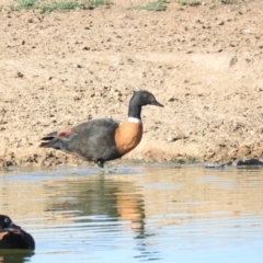 Tadorna tadornoides (Australian Shelduck) at Bungendore, NSW - 8 Jan 2016 by RyuCallaway