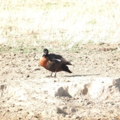 Tadorna tadornoides at Bungendore, NSW - 9 Jan 2016