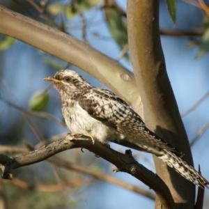 Cacomantis pallidus at Red Hill, ACT - 13 Feb 2016