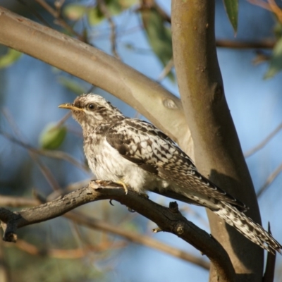 Cacomantis pallidus (Pallid Cuckoo) at Red Hill, ACT - 12 Feb 2016 by roymcd