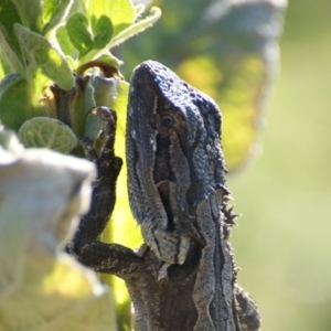 Pogona barbata at Garran, ACT - 10 Feb 2016