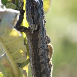 Pogona barbata at Garran, ACT - 10 Feb 2016