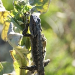 Pogona barbata at Garran, ACT - 10 Feb 2016