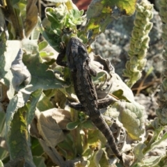 Pogona barbata at Garran, ACT - 10 Feb 2016