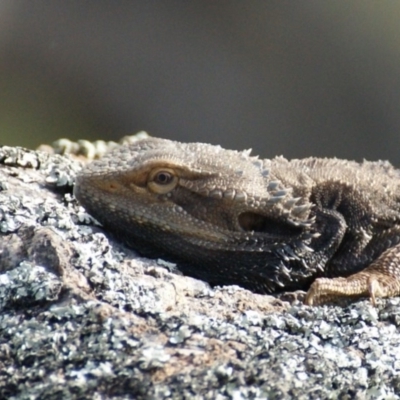 Pogona barbata (Eastern Bearded Dragon) at Garran, ACT - 12 Sep 2015 by roymcd