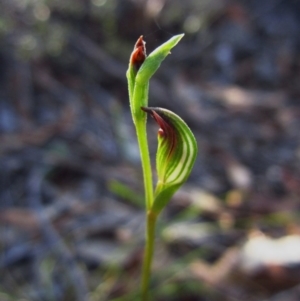 Speculantha rubescens at Aranda, ACT - 13 Feb 2016