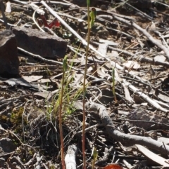 Speculantha rubescens (Blushing Tiny Greenhood) at Point 5805 - 13 Feb 2016 by David