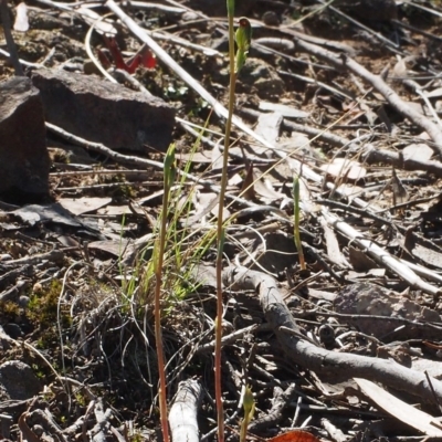 Speculantha rubescens (Blushing Tiny Greenhood) at Acton, ACT - 12 Feb 2016 by David