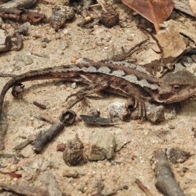 Rankinia diemensis (Mountain Dragon) at Cotter River, ACT - 12 Feb 2016 by JohnBundock