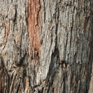 Eucalyptus polyanthemos at Fadden, ACT - 13 Feb 2016