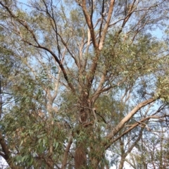 Eucalyptus polyanthemos at Wanniassa Hill - 13 Feb 2016