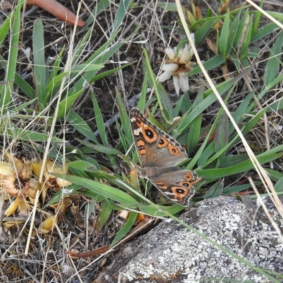 Junonia villida (Meadow Argus) at Fadden, ACT - 12 Feb 2016 by RyuCallaway