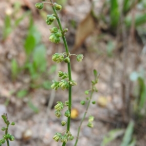 Rumex acetosella at Fadden, ACT - 13 Feb 2016 07:57 AM