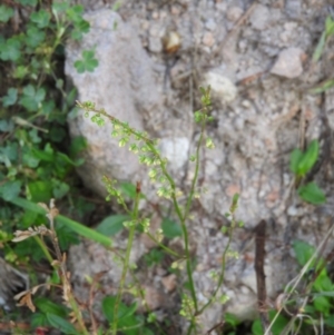 Rumex acetosella at Fadden, ACT - 13 Feb 2016