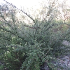 Cotoneaster rotundifolius at Fadden, ACT - 13 Feb 2016