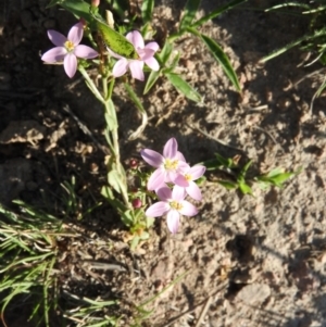 Centaurium tenuiflorum at Fadden, ACT - 13 Feb 2016 08:53 AM