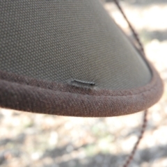 Lepidoptera unclassified IMMATURE moth at Fadden, ACT - 13 Feb 2016