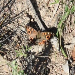 Junonia villida (Meadow Argus) at Wanniassa Hill - 13 Feb 2016 by ArcherCallaway