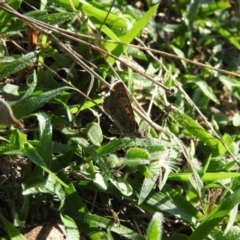 Lucia limbaria (Chequered Copper) at Wanniassa Hill - 12 Feb 2016 by RyuCallaway