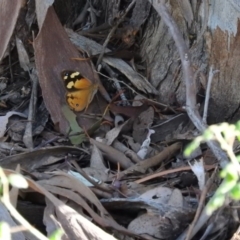 Heteronympha merope (Common Brown Butterfly) at Wanniassa Hill - 13 Feb 2016 by ArcherCallaway