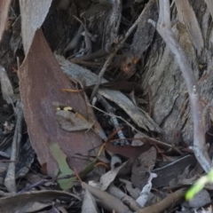 Heteronympha merope at Wanniassa Hill - 13 Feb 2016