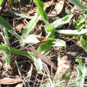 Ocybadistes walkeri at Wanniassa Hill - 13 Feb 2016