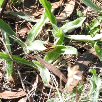 Ocybadistes walkeri (Green Grass-dart) at Wanniassa Hill - 13 Feb 2016 by ArcherCallaway