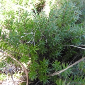 Acrotriche serrulata at Wanniassa Hill - 13 Feb 2016