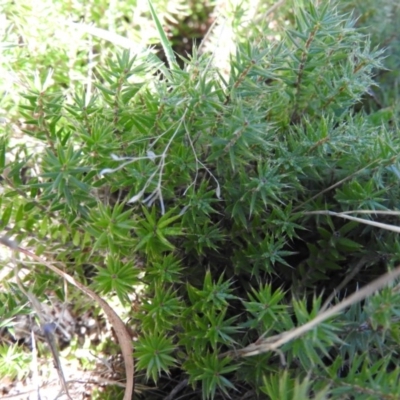 Acrotriche serrulata (Ground-berry) at Wanniassa Hill - 13 Feb 2016 by ArcherCallaway