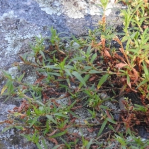 Persicaria prostrata at Wanniassa Hill - 13 Feb 2016