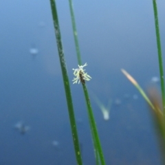 Eleocharis sp. (Spike-rush) at Wanniassa Hill - 12 Feb 2016 by RyuCallaway