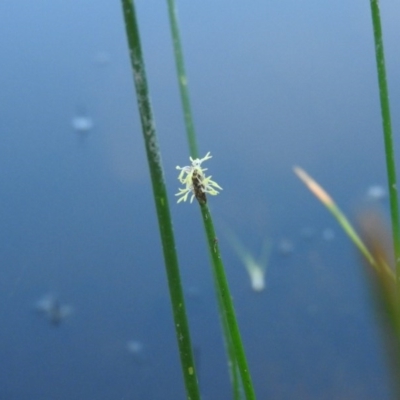 Eleocharis sp. (Spike-rush) at Wanniassa Hill - 13 Feb 2016 by ArcherCallaway