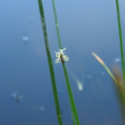 Eleocharis sp. (Spike-rush) at Wanniassa Hill - 12 Feb 2016 by RyuCallaway