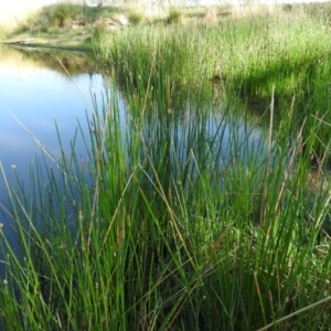 Eleocharis sp. at Wanniassa Hill - 13 Feb 2016