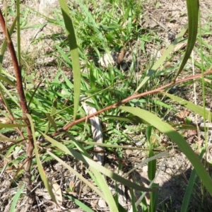 Acacia implexa at Fadden, ACT - 13 Feb 2016