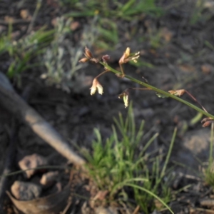 Grona varians at Majura, ACT - 13 Feb 2016