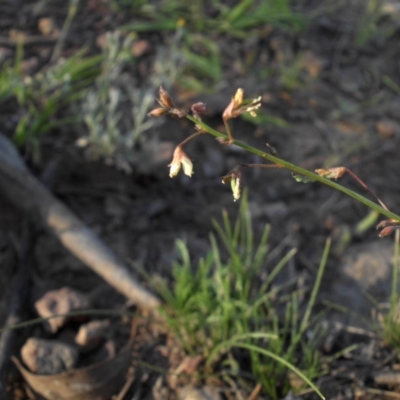 Grona varians (Slender Tick-Trefoil) at Majura, ACT - 13 Feb 2016 by SilkeSma