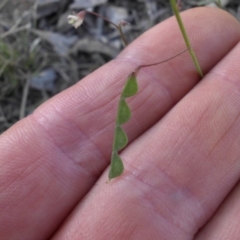 Grona varians at Majura, ACT - 13 Feb 2016 06:28 PM