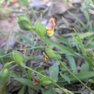 Zornia dyctiocarpa var. dyctiocarpa at Majura, ACT - 13 Feb 2016