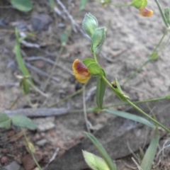 Zornia dyctiocarpa var. dyctiocarpa at Majura, ACT - 13 Feb 2016