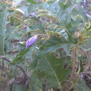 Solanum cinereum at Majura, ACT - 13 Feb 2016 06:50 PM